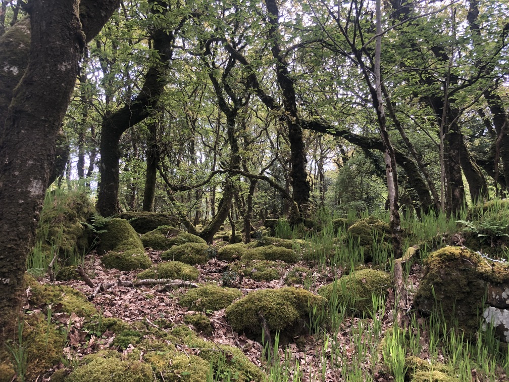 Cynefin Session: Woodland